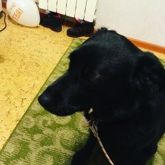 Подробнее об объявлении «Найдена собака кузьминки Москва» Фото: найдена собака  «Найдена собака кузьминки Москва» в г. Москва