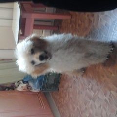 Подробнее об объявлении «Найдена собака кобель Караганда» Фото: найдена собака Пудель «Найдена собака кобель Караганда» в г. Караганда