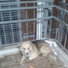 Подробнее об объявлении «Найдена собака в ошейнике Щербинка» Фото: найдена собака  «Найдена собака в ошейнике Щербинка» в г. Щербинка