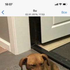 Подробнее об объявлении «Найдена собака кобель Арзамас» Фото: найдена собака Такса «Найдена собака кобель Арзамас» в г. Арзамас