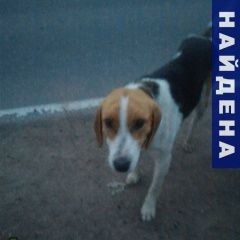 Подробнее об объявлении «Найдена собака кобель эстонская гончая Санкт-Петербург» Фото: найдена собака  «Найдена собака кобель эстонская гончая...» в г. Санкт-Петербург
