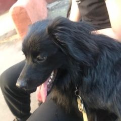 Подробнее об объявлении «Найдена собака кобель перово чёрная собака Москва» Фото: найдена собака  «Найдена собака кобель перово чёрная собака Москва» в г. Москва