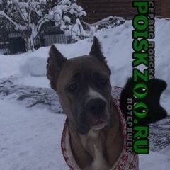 Подробнее об объявлении «Найдена собака снт бакеево Зеленоград» Фото: найдена собака Кане-корсо «Найдена собака снт бакеево Зеленоград» в г. Зеленоград