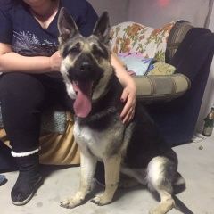 Подробнее об объявлении «Найдена собака овчарка Белгород» Фото: найдена собака Восточно-европейская овчарка «Найдена собака овчарка Белгород» в г. Белгород