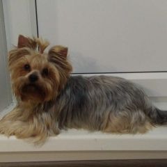 Подробнее об объявлении «Липецк Найдена собака, йорк девочка» Фото: найдена собака Йоркширский терьер «Липецк Найдена собака, йорк девочка» в г. Липецк