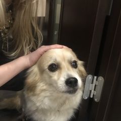 Подробнее об объявлении «Красноярск Найдена собака» Фото: найдена собака  «Красноярск Найдена собака» в г. Красноярск