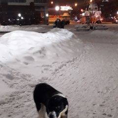 Подробнее об объявлении «Липецк Найдена собака кобель» Фото: найдена собака  «Липецк Найдена собака кобель» в г. Липецк