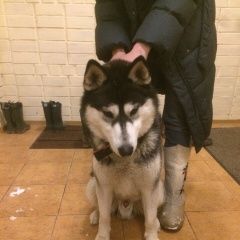 Подробнее об объявлении «Тучково Найдена собака кобель. хаски» Фото: найдена собака Сибирская хаски «Тучково Найдена собака кобель. хаски» в г. Тучково