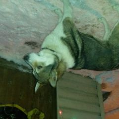 Подробнее об объявлении «Найдена собака Голицыно (Московская обл.)» Фото: найдена собака  «Найдена собака Голицыно (Московская обл.)» в г. Голицыно (Московская обл.)