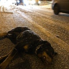 Подробнее об объявлении «Найдена собака кобель срочно нужна помощь Москва» Фото: найдена собака Ротвейлер «Найдена собака кобель срочно нужна помощь Москва» в г. Москва