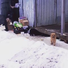 Подробнее об объявлении «Найдена собака Звенигород» Фото: найдена собака  «Найдена собака Звенигород» в г. Звенигород