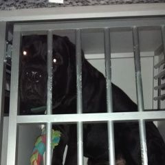 Подробнее об объявлении «Найдена собака кобель Михнево» Фото: найдена собака Лабрадор ретривер «Найдена собака кобель Михнево» в г. Михнево