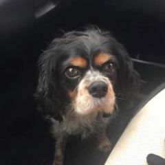 Подробнее об объявлении «Найдена собака кобель. спаниель истра обушково Звенигород» Фото: найдена собака Кавалер кинг чарльз спаниель «Найдена собака кобель. спаниель истра обушково...» в г. Звенигород