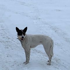 Подробнее об объявлении «Найдена собака Внуково» Фото: найдена собака  «Найдена собака Внуково» в г. Внуково