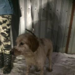 Подробнее об объявлении «Найдена собака Белгород» Фото: найдена собака  «Найдена собака Белгород» в г. Белгород