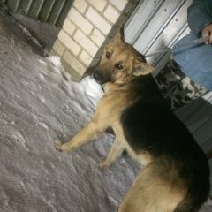 Подробнее об объявлении «Найдена собака Белгород» Фото: найдена собака  «Найдена собака Белгород» в г. Белгород