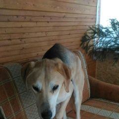 Подробнее об объявлении «Найдена собака 2.01 гончая воскресенск коломна егорьевс Егорьевск» Фото: найдена собака Гончая «Найдена собака 2.01 гончая воскресенск коломна...» в г. Егорьевск