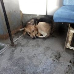 Подробнее об объявлении «Найдена собака Хабаровск» Фото: найдена собака Гончая «Найдена собака Хабаровск» в г. Хабаровск