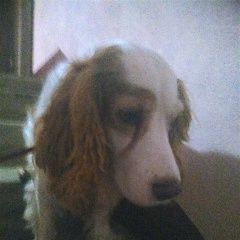 Подробнее об объявлении «Найдена собака кобель 7.01 спаниель белый с рыжим Тюмень» Фото: найдена собака Английский кокер-спаниель «Найдена собака кобель 7.01 спаниель белый с...» в г. Тюмень