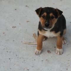 Подробнее об объявлении «Красноярск Найдена собака кобель» Фото: найдена собака  «Красноярск Найдена собака кобель» в г. Красноярск