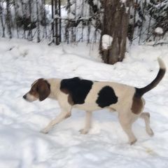 Подробнее об объявлении «Найдена собака кобель 9.01 гончая кобель куркино Химки» Фото: найдена собака Гончая «Найдена собака кобель 9.01 гончая кобель...» в г. Химки