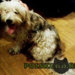 Подробнее об объявлении «Заречный (Пензенская обл.) Пропала собака кобель заречный ночью первого января» Фото: пропала собака  «Заречный (Пензенская обл.) Пропала собака...» в г. Заречный (Пензенская обл.)