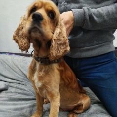 Подробнее об объявлении «Воронеж Найдена собака кобель кокер спаниель» Фото: найдена собака Американский кокер-спаниель «Воронеж Найдена собака кобель кокер спаниель» в г. Воронеж