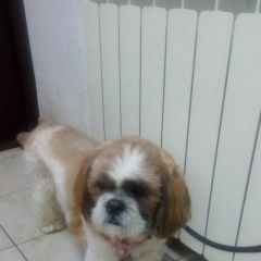 Подробнее об объявлении «Найдена собака нашли собаку Икша» Фото: найдена собака  «Найдена собака нашли собаку Икша» в г. Икша