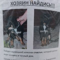 Подробнее об объявлении «Найдена собака Нижний Новгород» Фото: найдена собака  «Найдена собака Нижний Новгород» в г. Нижний Новгород