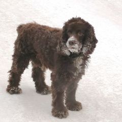 Подробнее об объявлении «Найдена собака 1.01 спаниель Новокузнецк» Фото: найдена собака Американский кокер-спаниель «Найдена собака 1.01 спаниель Новокузнецк» в г. Новокузнецк