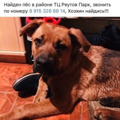 Подробнее об объявлении «Найдена собака кобель около года Реутов» Фото: найдена собака  «Найдена собака кобель около года Реутов» в г. Реутов
