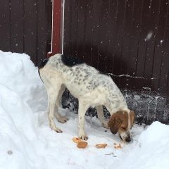 Подробнее об объявлении «Найдена собака 01.01 гончая Ясногорск» Фото: найдена собака Гончая «Найдена собака 01.01 гончая Ясногорск» в г. Ясногорск