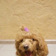 Подробнее об объявлении «Найдена собака Энгельс» Фото: найдена собака  «Найдена собака Энгельс» в г. Энгельс