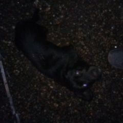 Подробнее об объявлении «Найдена собака кобель Ейск» Фото: найдена собака  «Найдена собака кобель Ейск» в г. Ейск