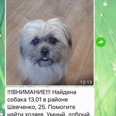 Подробнее об объявлении «Екатеринбург Найдена собака кобель» Фото: найдена собака  «Екатеринбург Найдена собака кобель» в г. Екатеринбург