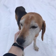 Подробнее об объявлении «Найдена собака кобель 31.12 русская гончая кобель Егорьевск» Фото: найдена собака Гончая «Найдена собака кобель 31.12 русская гончая...» в г. Егорьевск