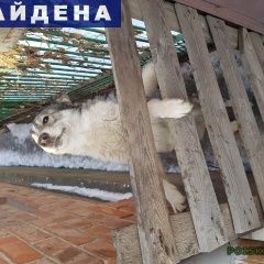 Подробнее об объявлении «Батайск Найдена собака кобель» Фото: найдена собака Западно-сибирская лайка «Батайск Найдена собака кобель» в г. Батайск