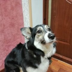 Подробнее об объявлении «Найдена собака на ошейнике вышита цифра 14 Ангарск» Фото: найдена собака  «Найдена собака на ошейнике вышита цифра 14 Ангарск» в г. Ангарск