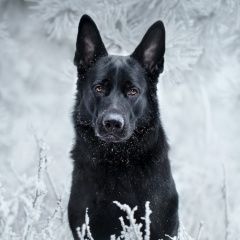 Подробнее об объявлении «Таганрог Найдена собака кобель» Фото: найдена собака Немецкая овчарка «Таганрог Найдена собака кобель» в г. Таганрог