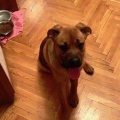 Подробнее об объявлении «Найдена собака кобель Реутов» Фото: найдена собака  «Найдена собака кобель Реутов» в г. Реутов