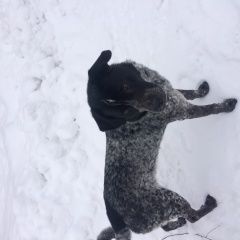 Подробнее об объявлении «Найдена собака кобель Петушки» Фото: найдена собака  «Найдена собака кобель Петушки» в г. Петушки