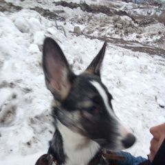 Подробнее об объявлении «Красноярск Найдена собака сука молодая» Фото: найдена собака  «Красноярск Найдена собака сука молодая» в г. Красноярск