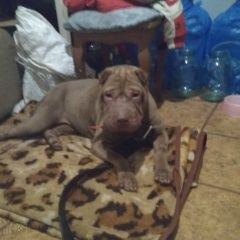 Подробнее об объявлении «Найдена собака сука шарпея Бор» Фото: найдена собака Шар-пей «Найдена собака сука шарпея Бор» в г. Бор