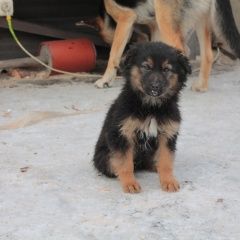 Подробнее об объявлении «Красноярск Найдена собака» Фото: найдена собака  «Красноярск Найдена собака» в г. Красноярск