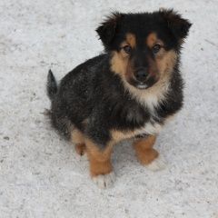 Подробнее об объявлении «Красноярск Найдена собака» Фото: найдена собака  «Красноярск Найдена собака» в г. Красноярск