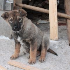 Подробнее об объявлении «Красноярск Найдена собака кобель» Фото: найдена собака  «Красноярск Найдена собака кобель» в г. Красноярск
