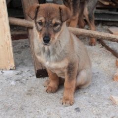 Подробнее об объявлении «Красноярск Найдена собака» Фото: найдена собака  «Красноярск Найдена собака» в г. Красноярск