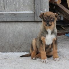 Подробнее об объявлении «Красноярск Найдена собака» Фото: найдена собака  «Красноярск Найдена собака» в г. Красноярск