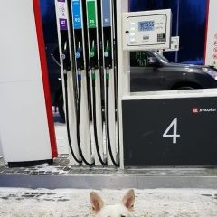 Подробнее об объявлении «Найдена собака белая собака Кунгур» Фото: найдена собака  «Найдена собака белая собака Кунгур» в г. Кунгур