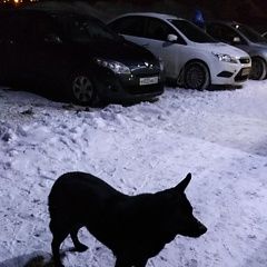 Подробнее об объявлении «Найдена собака Белгород» Фото: найдена собака  «Найдена собака Белгород» в г. Белгород